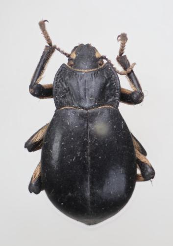 Réf. 315 690 : Psectrascelis pilipes